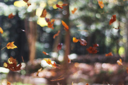 El otoño y nuestra salud bucodental. Dental Attitude